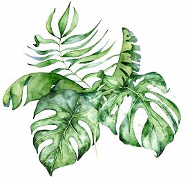 275x262 Drawing Green Leaves Photos And Images
