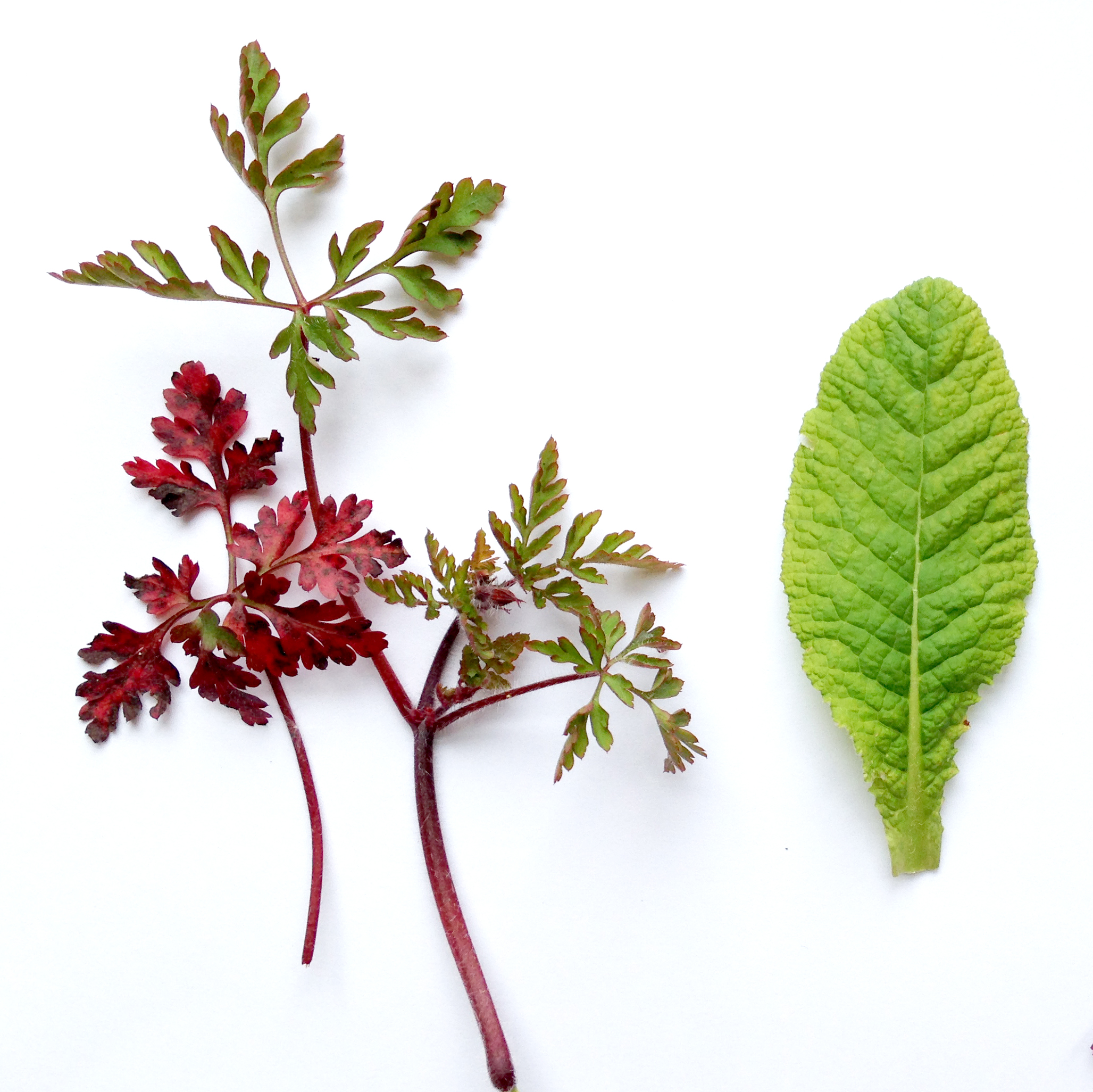 2055x2052 Drawing And Painting Leaves Online Course, Dianne Sutherland