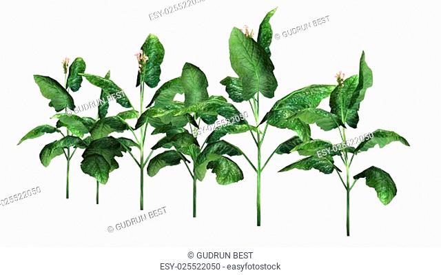 640x399 Drawing Of A Tobacco Plant Stock Photos And Images Age Fotostock
