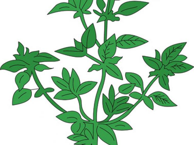 640x480 Free Basil Clipart, Download Free Clip Art
