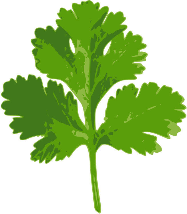 654x750 Herb Vector Sweet Basil Huge Freebie! Download For Powerpoint