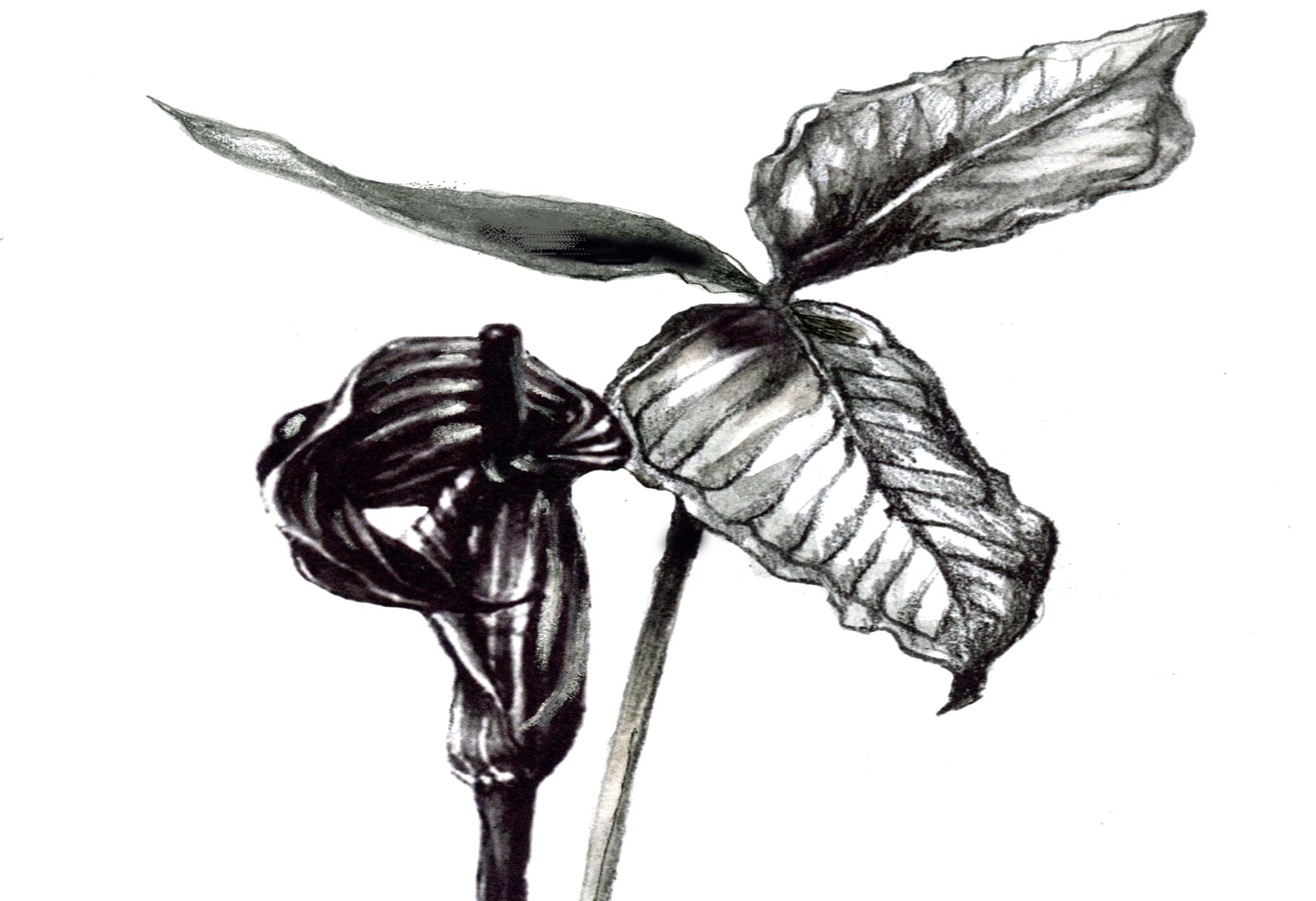 2000x1370 Jack In The Pulpit, Or Is That Jill