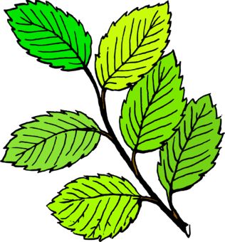 316x340 Leaf Drawing Art Document Cc0