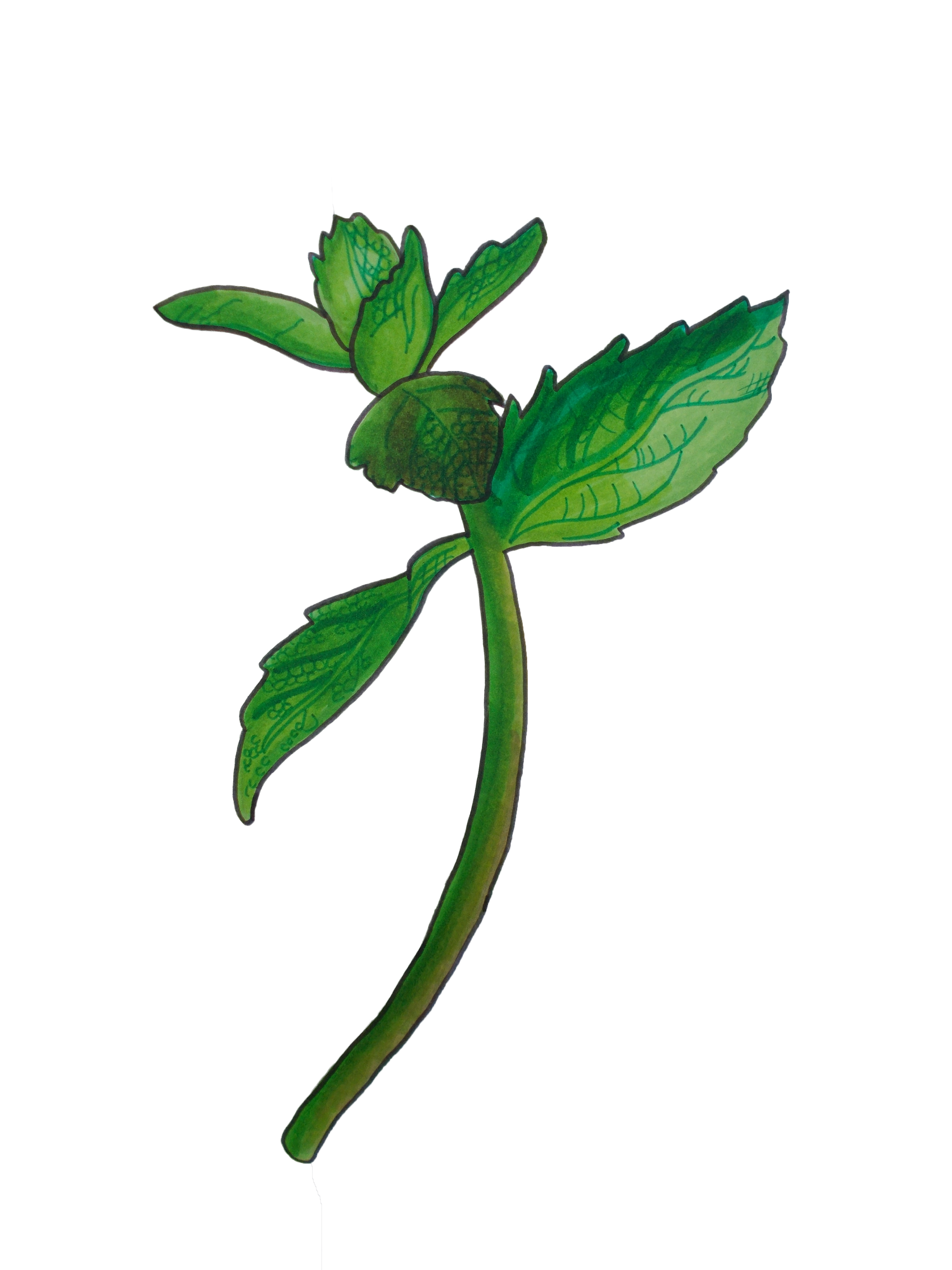 3456x4608 Mint Briana G Illustration