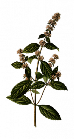 250x467 Peppermint Drawing Botanical Illustration, Picture