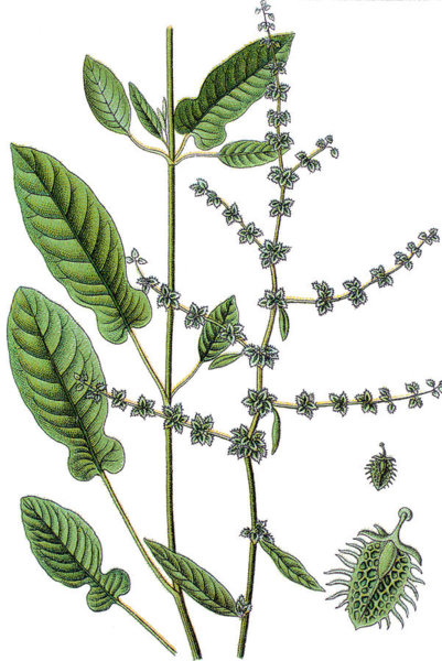 401x600 Plant Biology Drawings