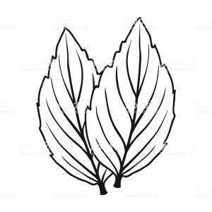 300x300 Rosemary Drawing Hand Drawn Blooming Herb Vector Studiogrfx