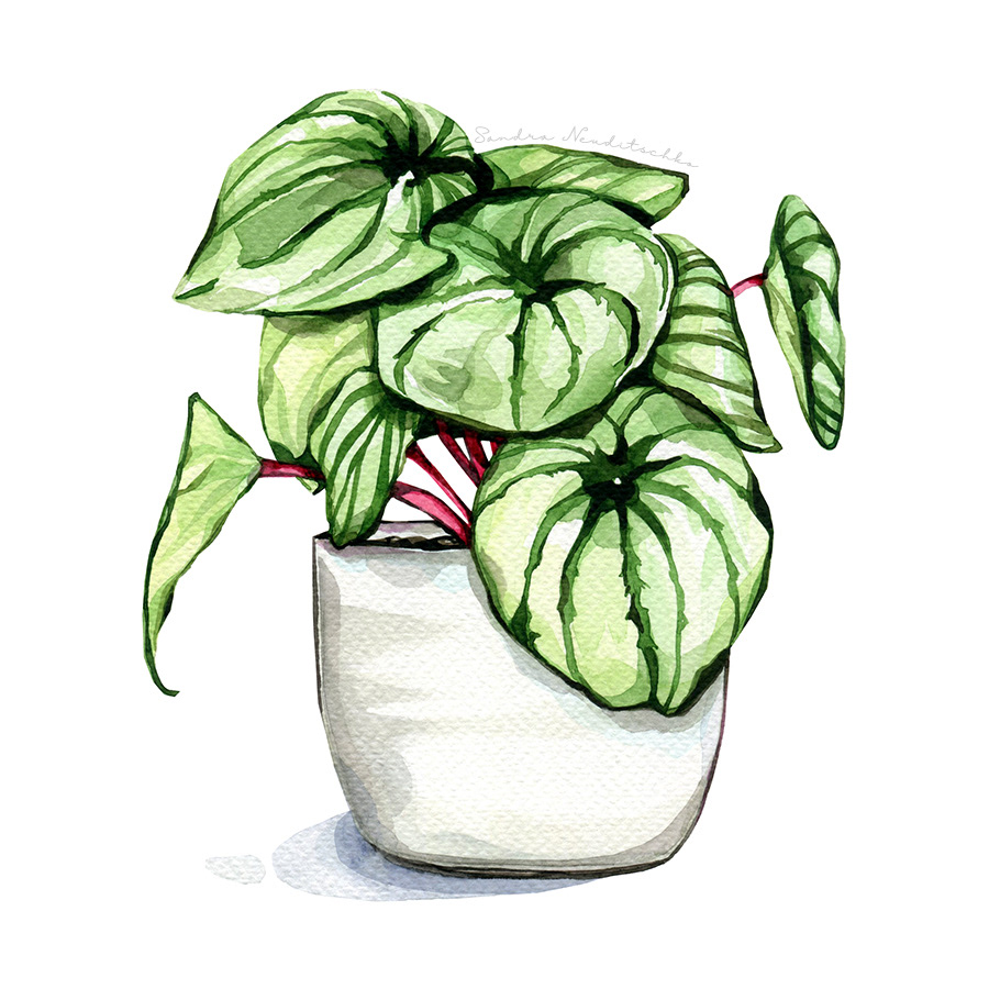 900x900 Sandra Neuditschko Freelance Illustrator And Designer