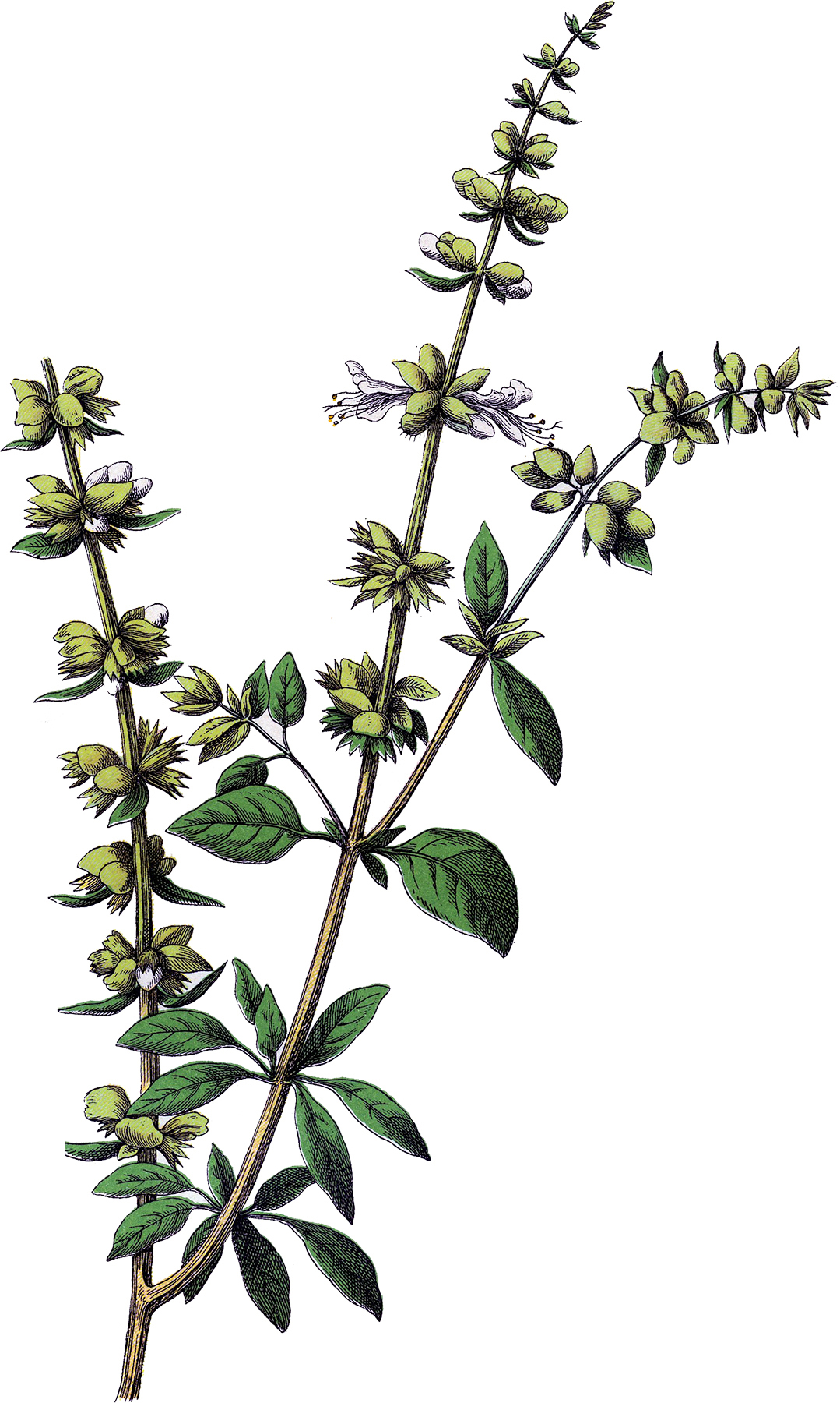 1079x1800 Vintage Basil Herb Image