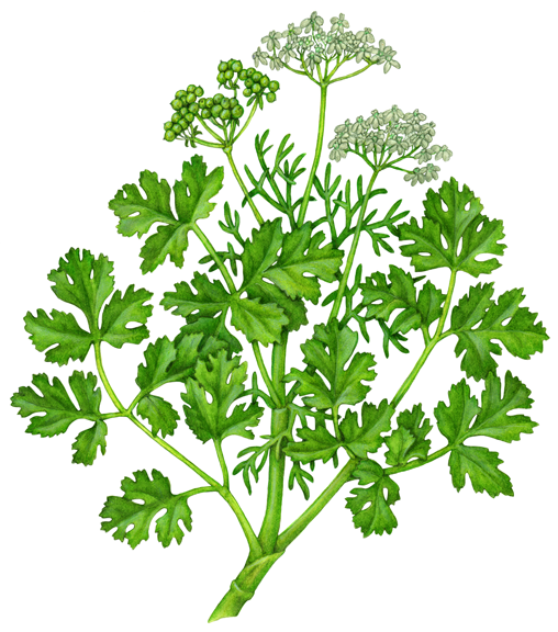 508x576 Watercolor Botanical Illustration Of A Coriander Ot Cilantro Plant