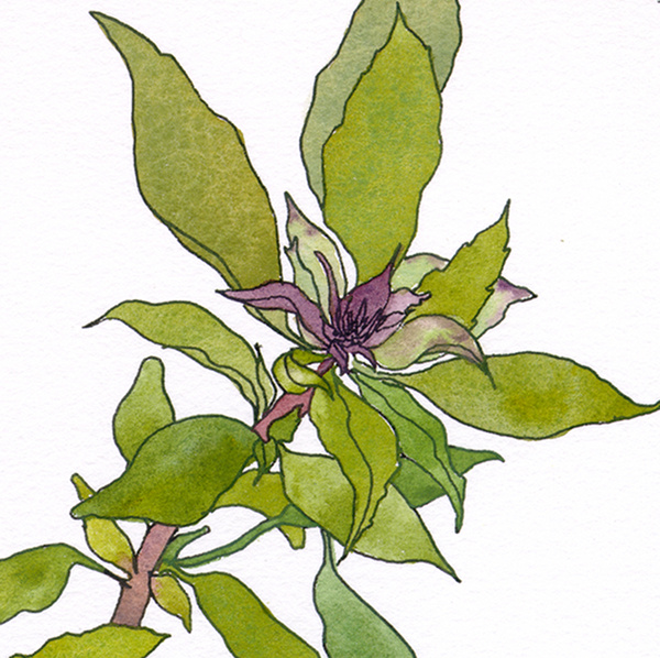 600x598 Detail Siam Queen Thai Basil Ocimum Basilicum Herbs Ink Watercolor