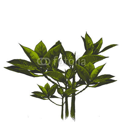 400x400 Sprouts With Leaves Colored Drawing In Sketch Vector Style Buy