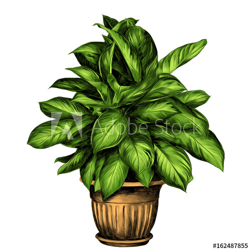 500x500 The Flower Pot Aglaonema Sketch Vector Graphics Color Drawing