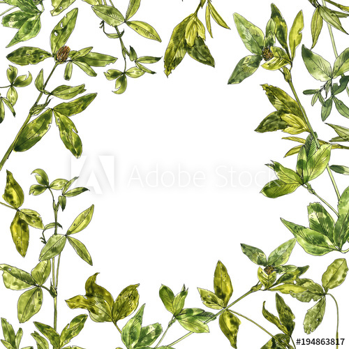 500x500 Watercolor Drawing Clover Leaves