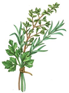 236x319 best culinary herbs spices illustrations images