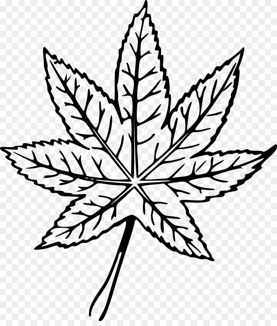 900x1060 Basil Drawing Leaves Painting For Free Download