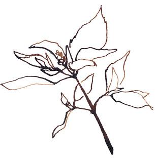 305x320 Basil Plant Drawing
