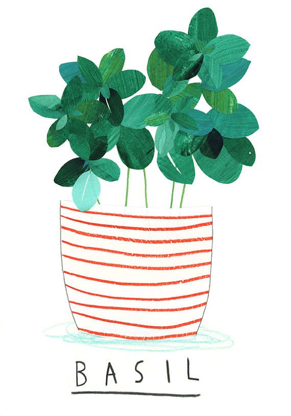 570x816 Basil Plant Giclee Print