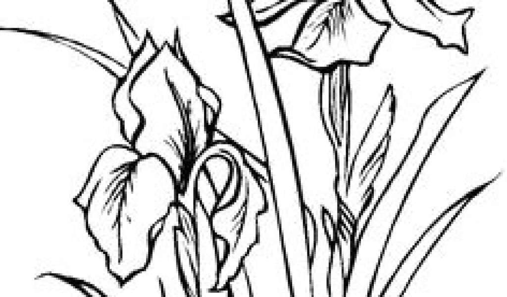 1024x600 Drawing Of Flower Basket With Colour Best Draw Flowers Images