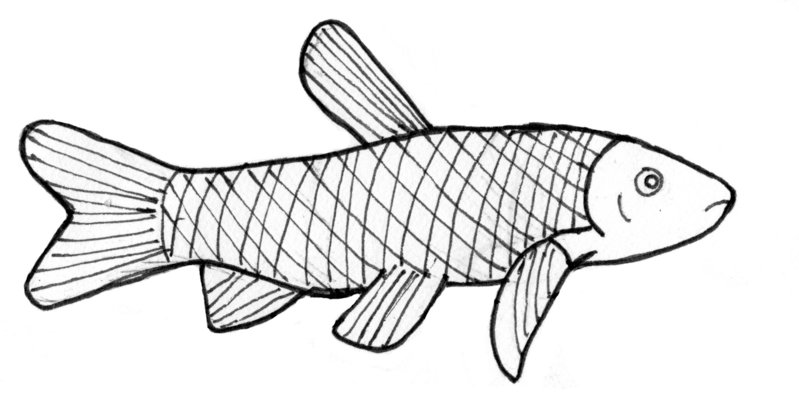 799x419 Carp Drawing Free Download