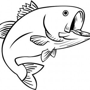 300x300 guadalupe bass fish coloring pages guadalupe bass fish coloring