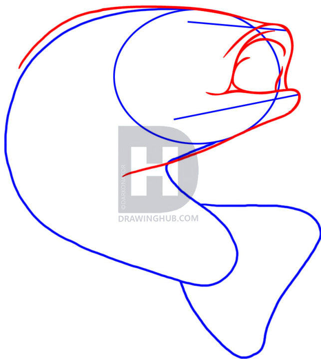 643x720 How To Draw A Bass, Step