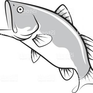 300x300 Graphic Bass Fish Vector Gm Sohadacouri