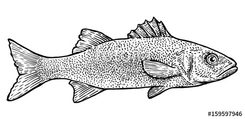 500x242 Sea Bass Illustration, Drawing, Engraving, Ink, Line Art, Vector