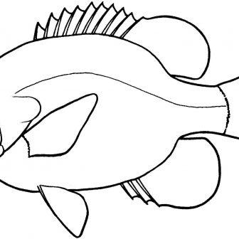 Bass Fish Drawing | Free download on ClipArtMag