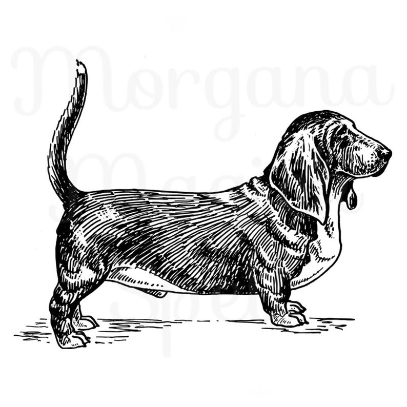 794x794 Vintage Basset Hound Royalty Free Clip Art Instant Download Etsy