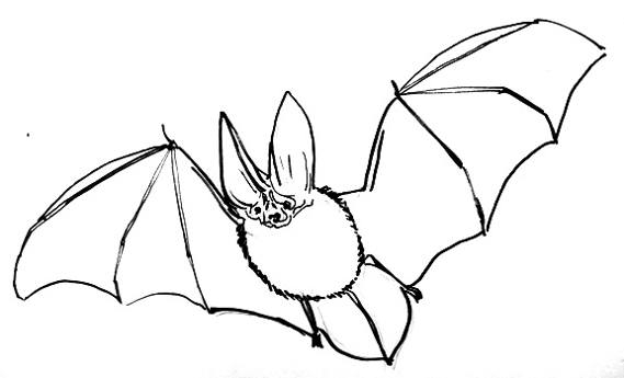 569x345 How To Draw A Bat
