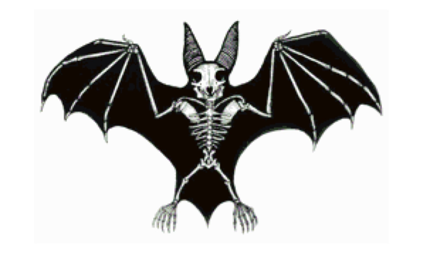 1500x936 Skeleton Drawing Bat For Free Download
