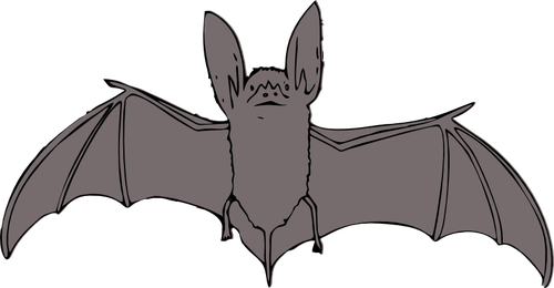 500x260 Bat With Open Wings Vector Drawing