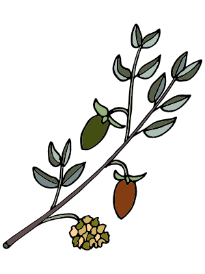 300x400 Facial Oil Drawing The Cornish Seaweed Bath Company Natural