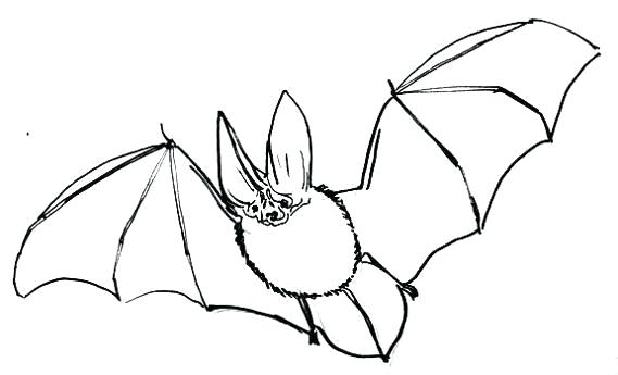 569x345 Drawing A Bat