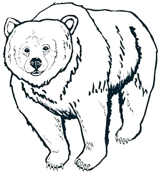 618x670 Outline Of A Bear