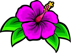 300x225 Drawing Of Beach Flower Hibiscus Clip Art Images Hibiscus Stock