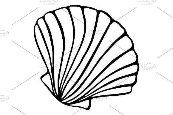 580x387 art, sketch, vector, shell, sea, seashell, isolate, ink, line