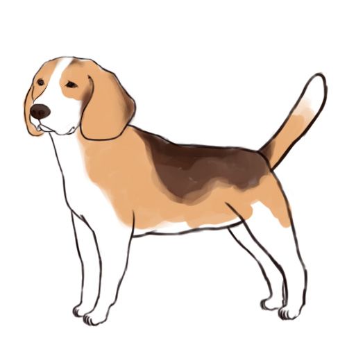 500x500 how to draw a beagle pretty piper custom canvas beagle