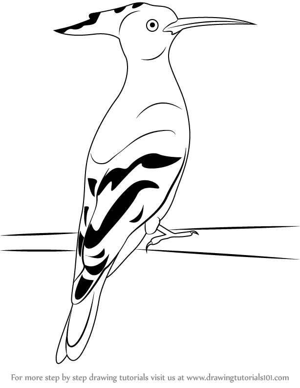 614x794 learn how to draw a hoopoe