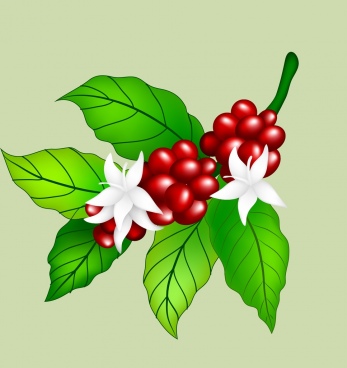 347x368 Coffee Bean Drawing Free Vector Download