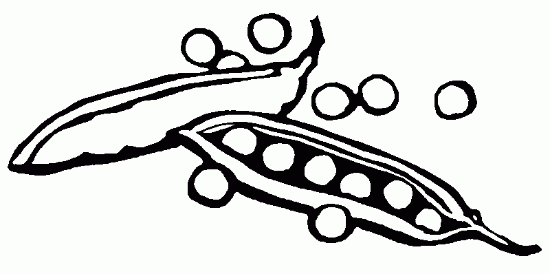 800x398 Collection Of Free Bean Clipart Black And White Amusement