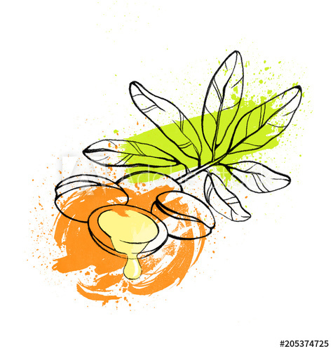 475x500 Hand Drawing Sketch, Essential Aromatic Argan Tree Beans