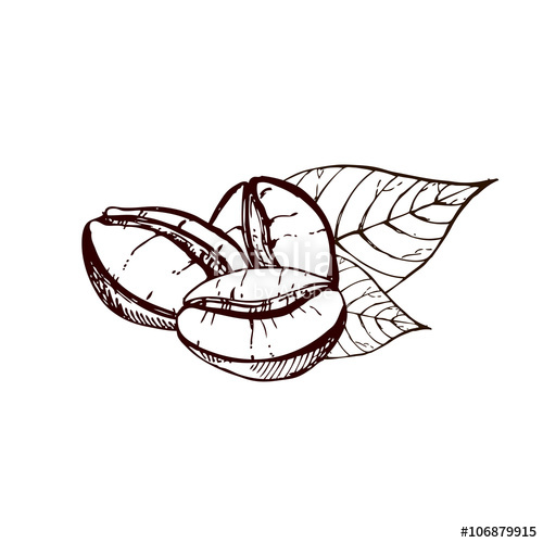 500x500 hand drawn coffee beans, sketch of coffee beans vector drawing