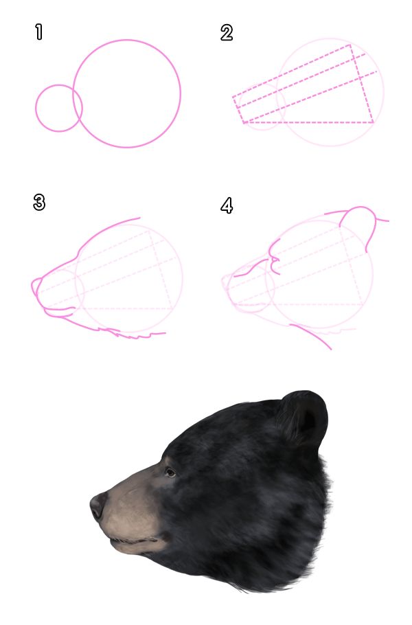 600x910 How To Draw Animals Bears And Pandas, And Their Anatomy