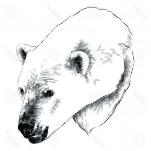 300x300 Photostock Vector Polar Bear Head Sketch Graphic Design Sohadacouri