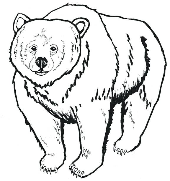 576x615 Bear Line Art Drawing Of Teddy Free Pamjensen