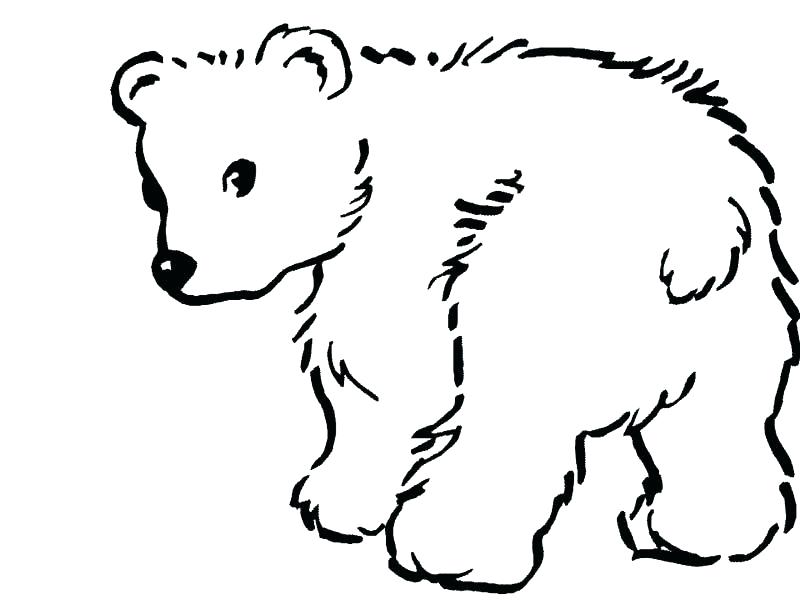 800x600 bear printable polar bear printable coloring pages polar bear line