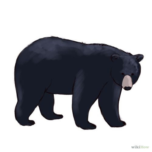 500x500 Black Bear Drawings In Pencil Primary Color Of The Black Bear Is