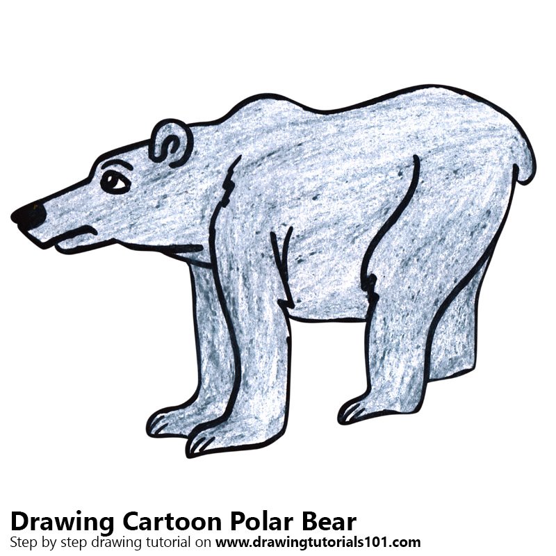 800x800 Cartoon Polar Bear Colored Pencils